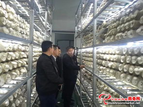 河南农产品加工新篇章 国外客商与省领导共访世纪香食用菌