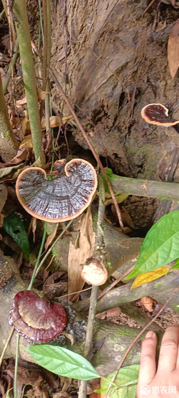 探寻紫灵芝市场 批发价格、品质考量与购销之道